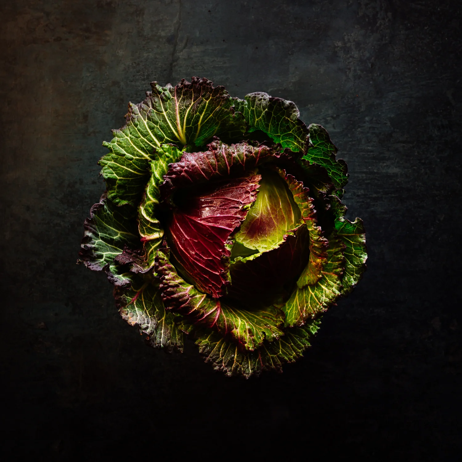January King Cabbage - Image 2