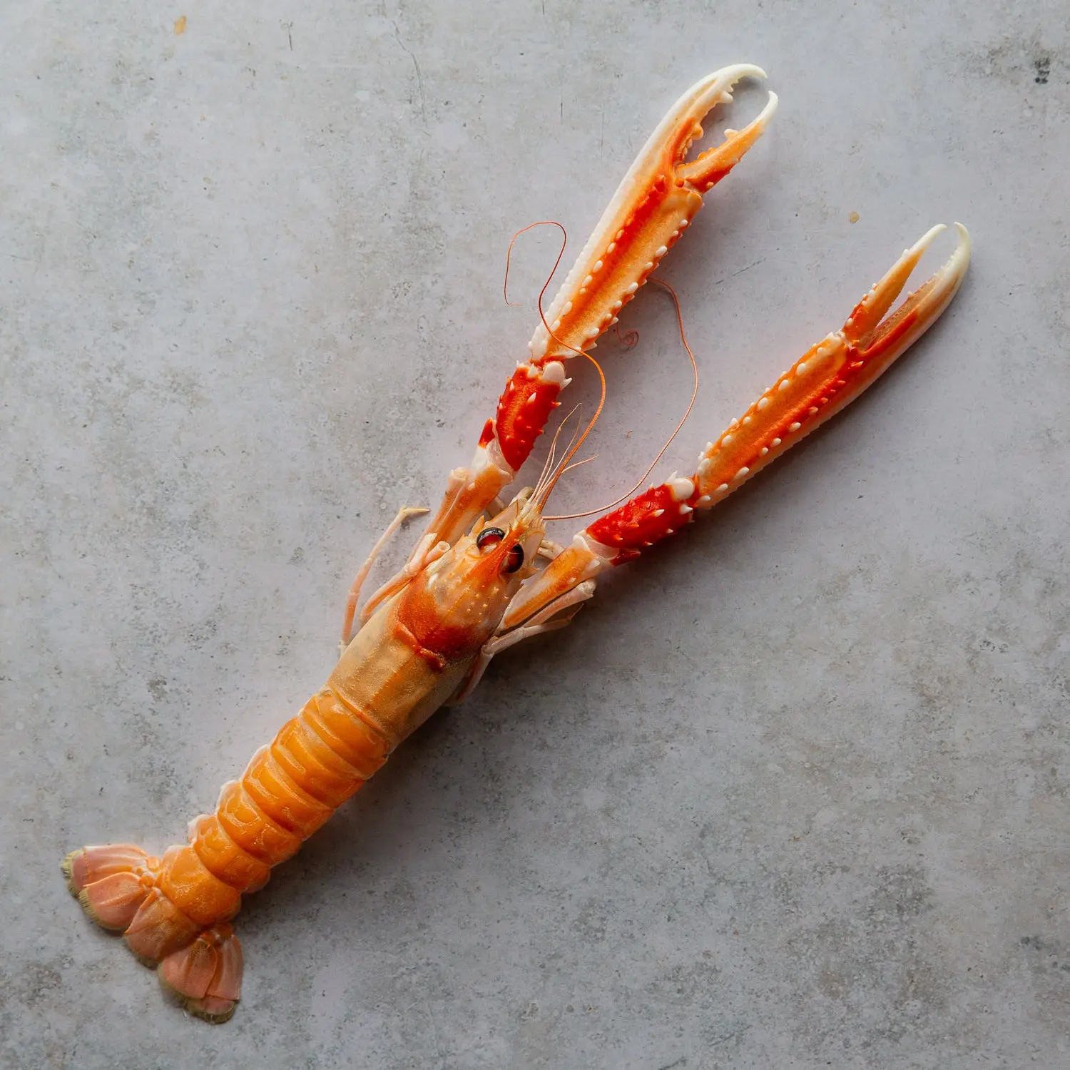 VAAG Raw Norwegian Langoustine Tails - Image 3