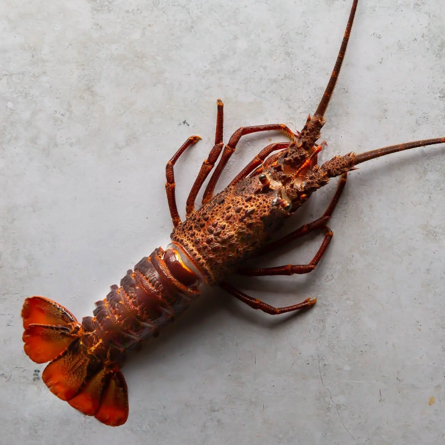 Caribbean Rock Lobster Tails - Image 3