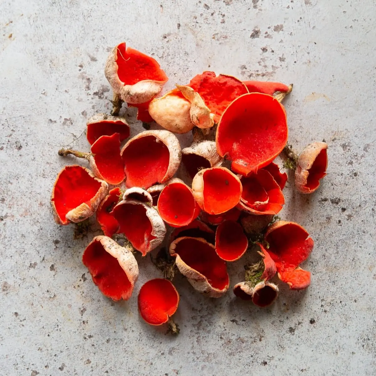 Fresh Scarlet Elf Cups